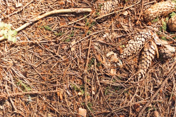 Pine Needles Removal in Largo