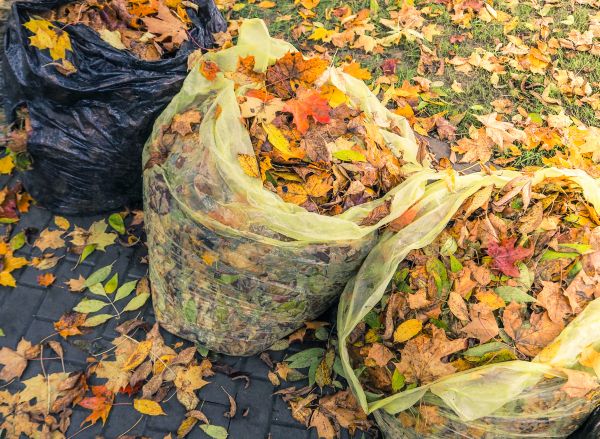 Yard Cleanup Service in Largo