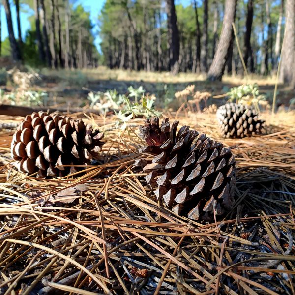 Pine Cone Removal in Largo