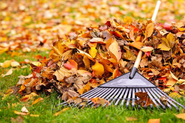 Yard Leaf Removal in Largo