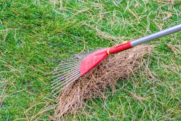 Yard Raking in Largo