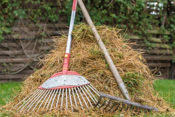 Pine Straw Clearing in Largo