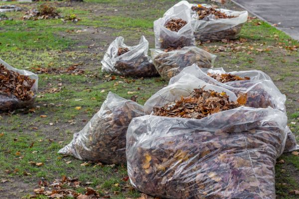 Leaf Pile Disposal in Largo