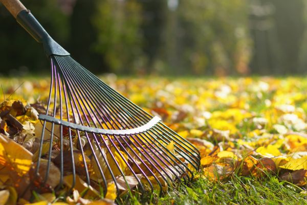 Leaf Removal in Largo