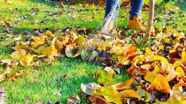 Lawn Cleanup Service in Largo