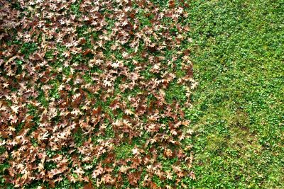 Clean Lawn with Fallen Leaves
